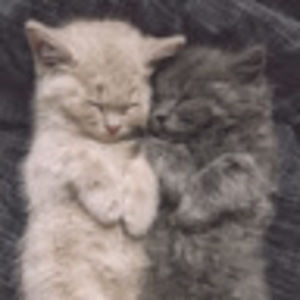 Meet your Posher, Sandy